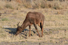 Damaliscus lunatus