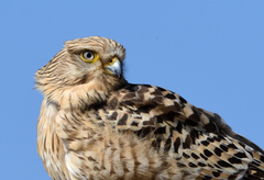 Falco rupicoloides