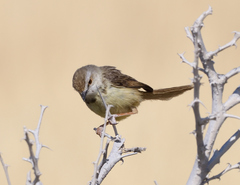 Prinia flavicans