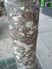 Fungi