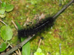 Creatonotos transiens