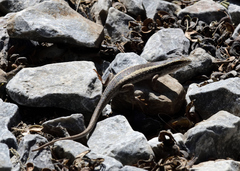 Trachylepis spilogaster