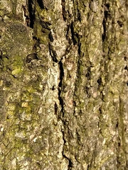 Fungi