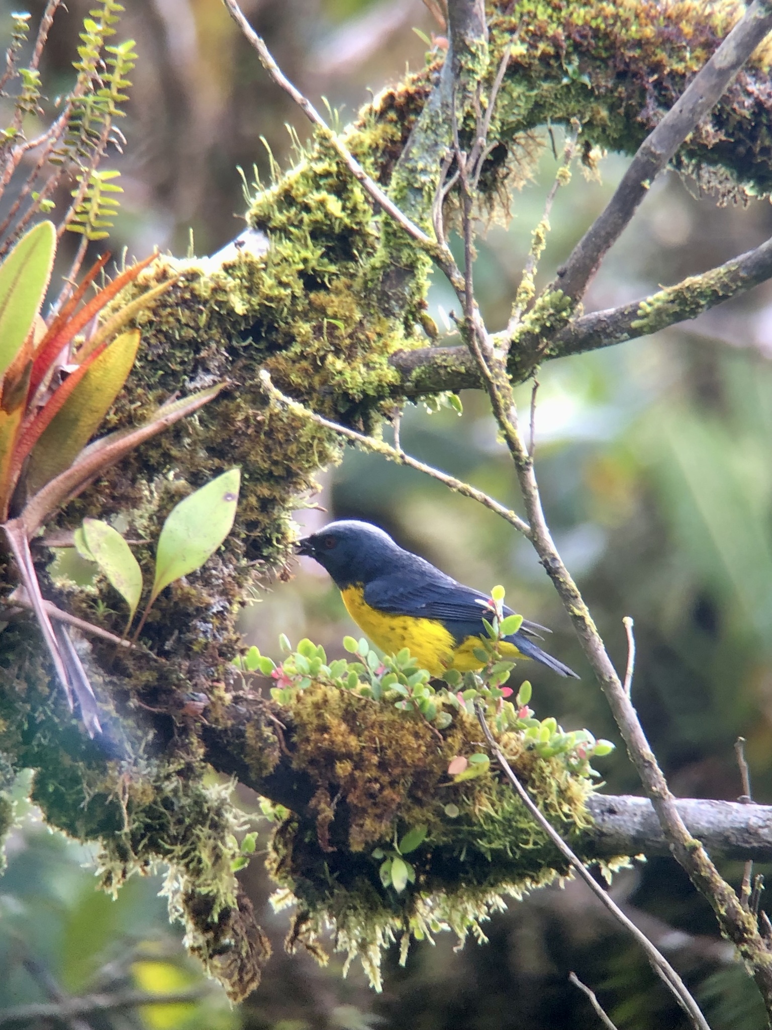 Blue-and-gold Tanager (Bangsia arcaei)