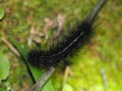 Creatonotos transiens