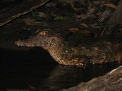 Schneider's Smooth-Fronted Caiman photo 2