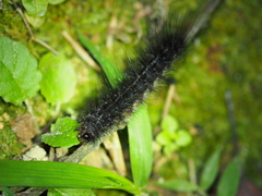 Creatonotos transiens