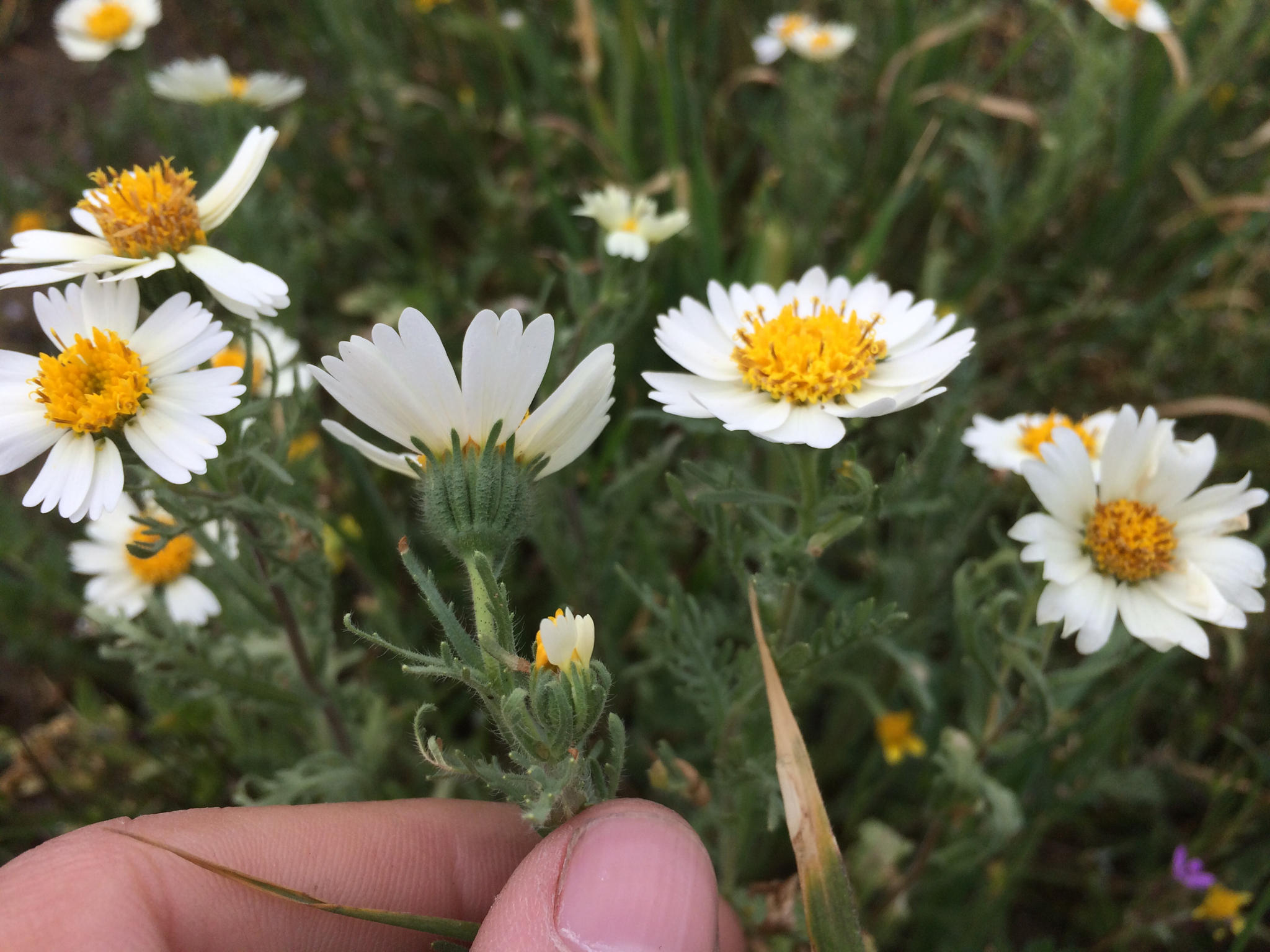 Layia pentachaeta ssp. albida