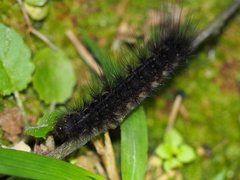 Creatonotos transiens