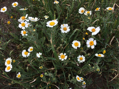 Layia pentachaeta albida