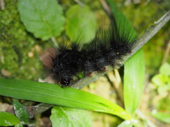 Creatonotos transiens