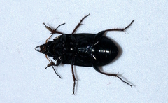 Amara similata
