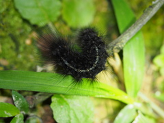 Creatonotos transiens