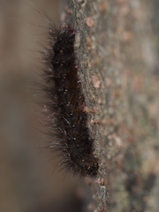 Creatonotos transiens