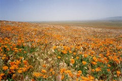 Eschscholzia californica californica