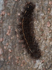 Creatonotos transiens