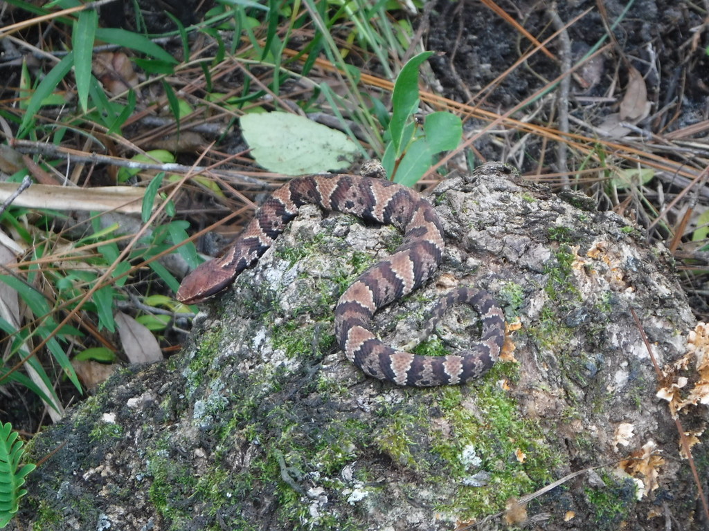 Northern Cottonmouth from Watauga County, NC, USA on October 24, 2015 at 0311 PM by José