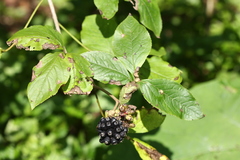 Eleutherococcus sessiliflorus