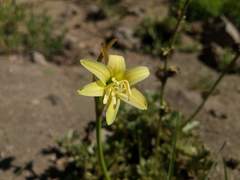 Zephyranthes montana