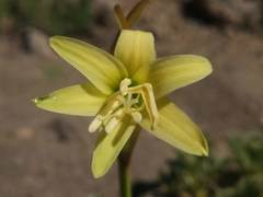 Zephyranthes montana