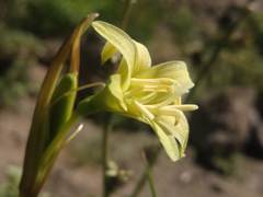 Zephyranthes montana