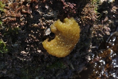 Colpomenia tuberculata