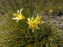 Zephyranthes montana