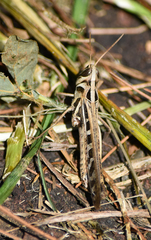 Rhammatocerus viatorius