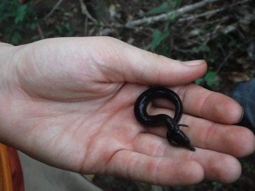 Siren intermedia