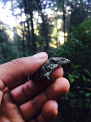 Abronia oaxacae