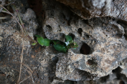 Lepidagathis inaequalis iNat (1)