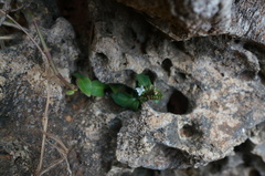 Lepidagathis inaequalis