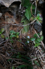 Lepidagathis inaequalis