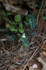 Lepidagathis inaequalis