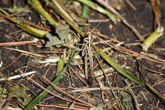 Rhammatocerus viatorius