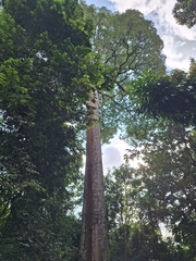 Alstonia angustiloba, photograph (c) Heidi Meudt, some rights reserved (CC BY)