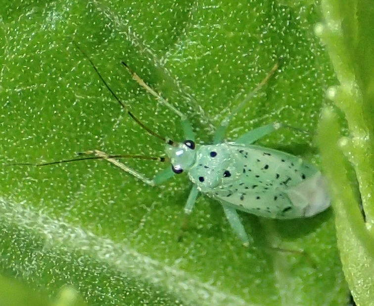 Ilnacora illini
