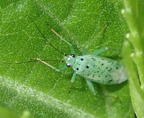 Ilnacora illini