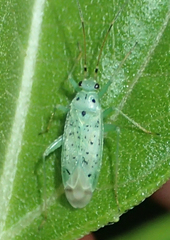 Ilnacora