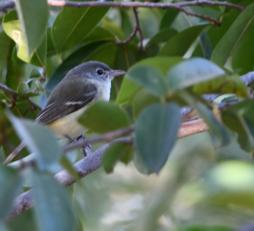 Vireo bellii