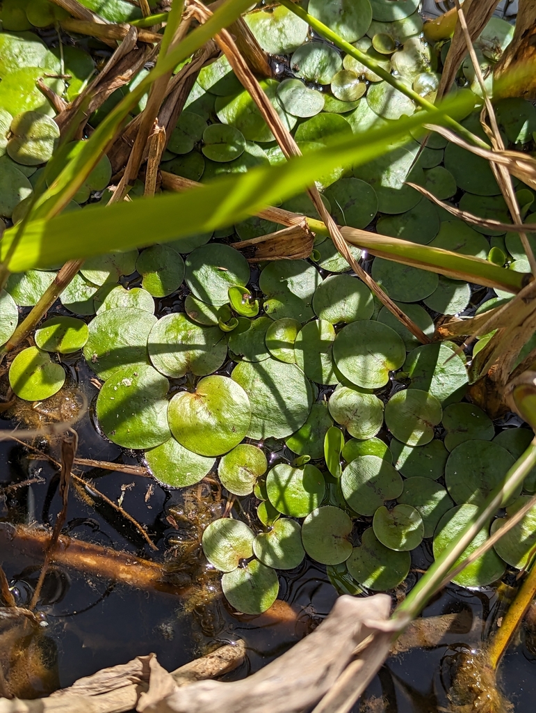 Amazon Frogbit from Kuranda QLD 4881, Australia on August 19, 2023 at