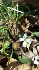 Cardamine douglassii