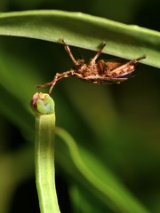 Cermatulus nasalis nasalis