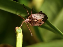 Cermatulus nasalis nasalis