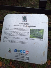 Alstonia angustiloba, photograph (c) Heidi Meudt, some rights reserved (CC BY)