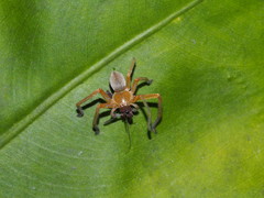 Araneae