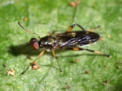 Benhamyia hoheria