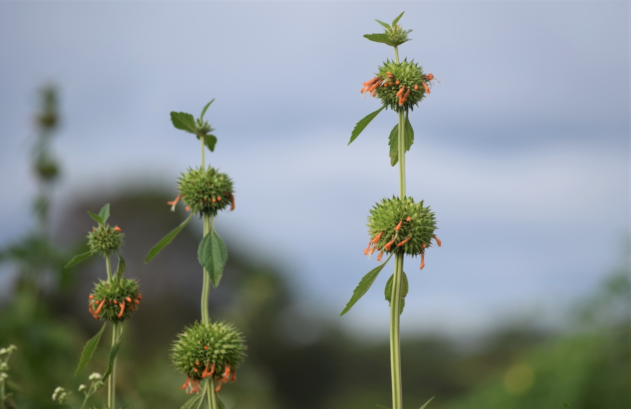 Leonotis nepetifolia