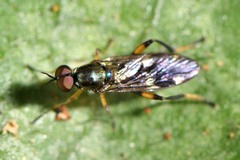 Benhamyia hoheria