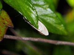 Creatonotos transiens vacillans